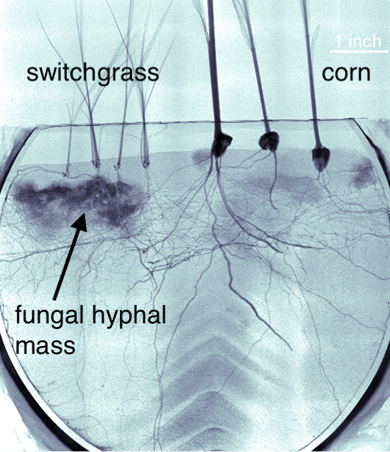 Redefined Imaging